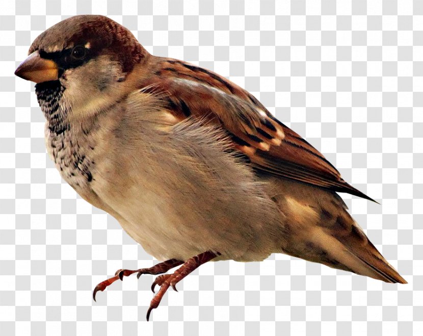 Bird House Sparrow Real Animal Sounds Pet Transparent PNG