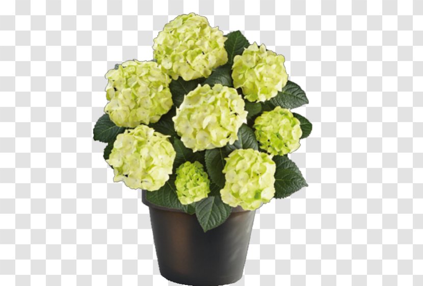 Caipirinha French Hydrangea Panicled Embryophyta Phlox Paniculata - Cutting Transparent PNG