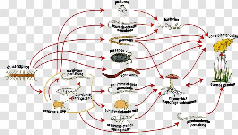 Food Web Earthworms Soil Microorganism - Silhouette - Bacterie Transparent PNG