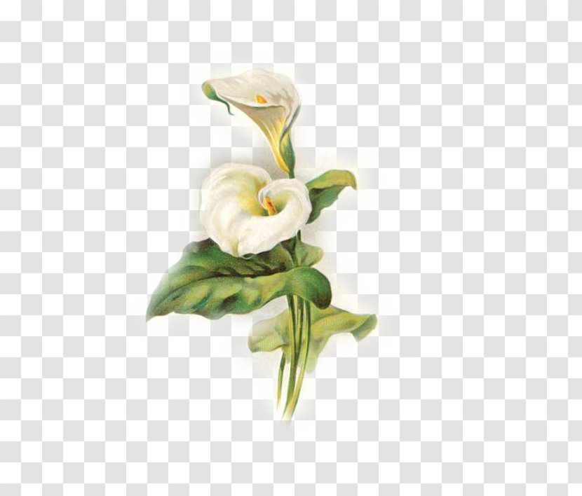 Lilium Arum-lily Easter Flower Pattern - Arumlily - Lily Transparent PNG