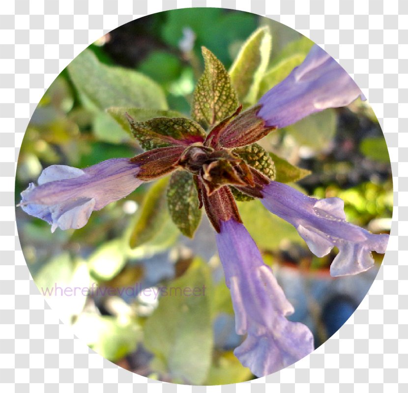 Flower Herb - Plant Transparent PNG