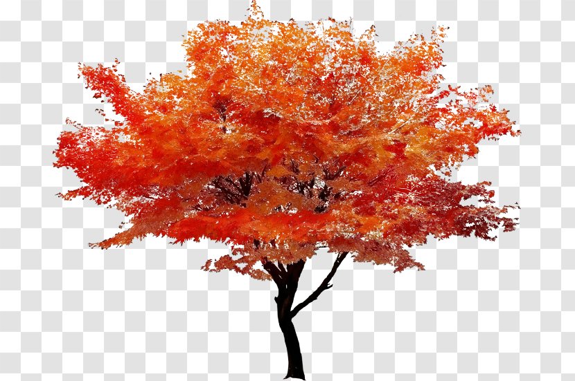 Fall Tree - Paint - Deciduous Soapberry Family Transparent PNG