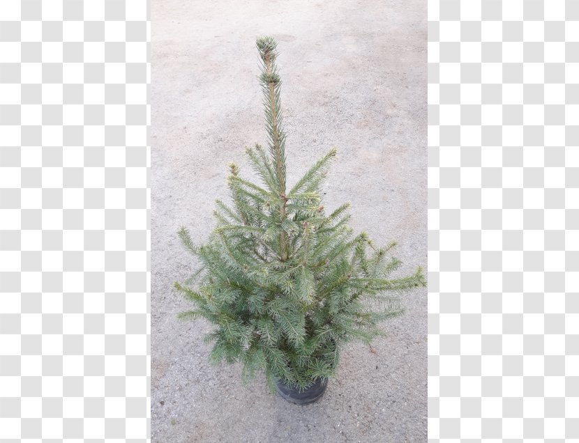 Fir Picea Omorika Norway Spruce Pine Tree - Conifer Transparent PNG