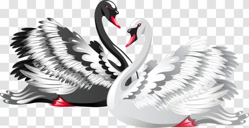 Black Swan Bird Drawing Clip Art - Feather - And White Transparent PNG