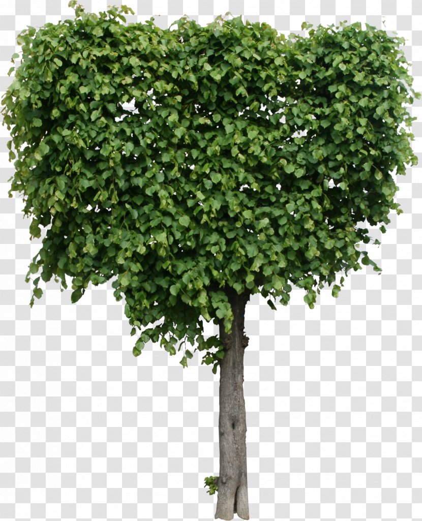 Tree Shrub Plant Quality Texture Mapping - Grass - Flora Transparent PNG