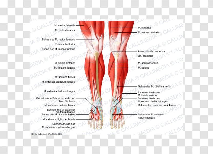Knee Human Anatomy Body Muscular System - Frame - Skeletal Muscle Transparent PNG