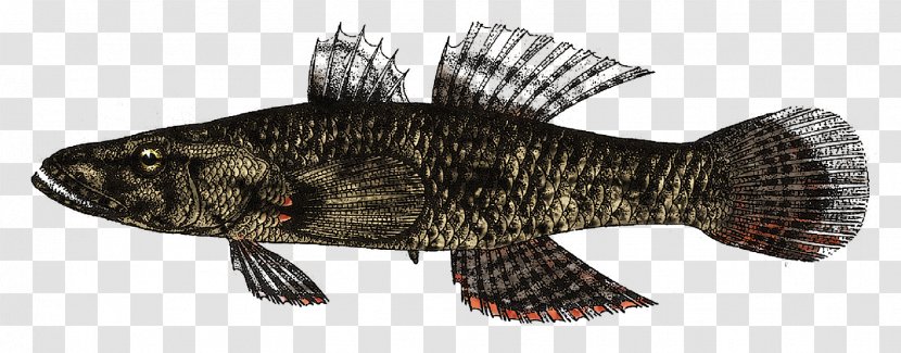 Fauna Fish - Tail - Help I'm A Transparent PNG