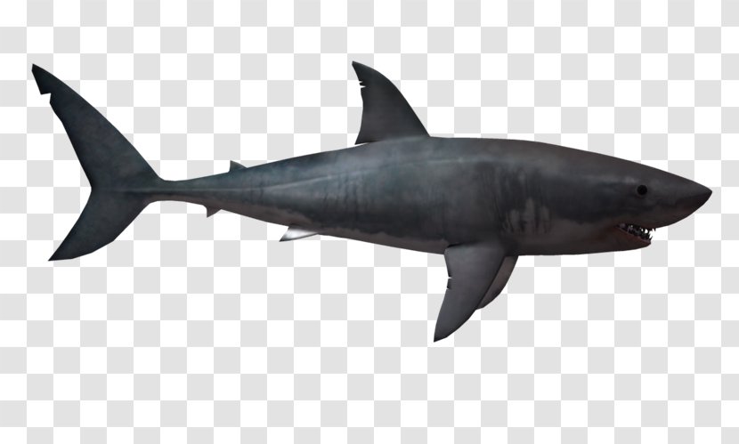 Clip Art Shortfin Mako Shark Mackerel Sharks Great White - Hammerhead - Lamnidae Transparent PNG