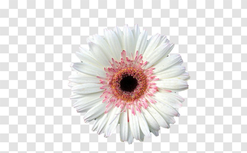 Transvaal Daisy Cut Flowers - Gerbera Transparent PNG