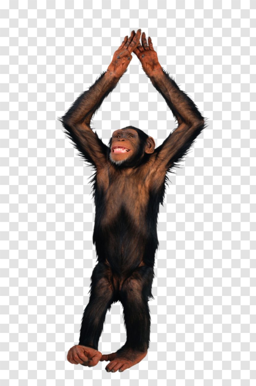 Monkey Chimpanzee Image File Formats - Couple Free Download Transparent PNG
