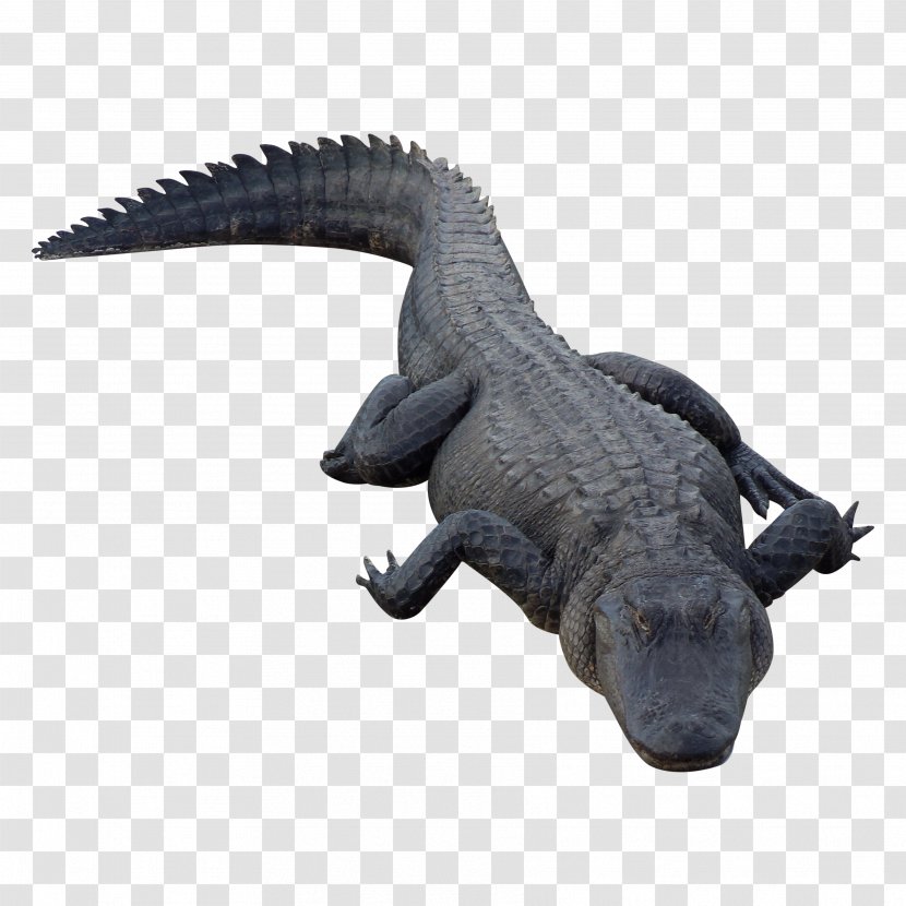 Crocodile Chinese Alligator Alligators - American Transparent PNG