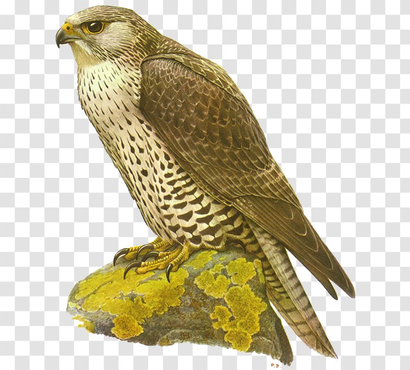 The Gyrfalcon Bird Hawk - Wing - Falcon Transparent PNG