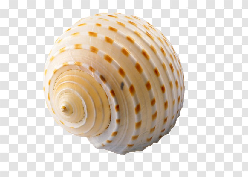 Seashell Clip Art - Cockle - Shell Transparent PNG
