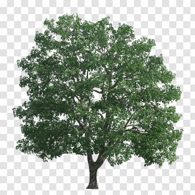 Tree Transparency And Translucency - Photo Manipulation Transparent PNG