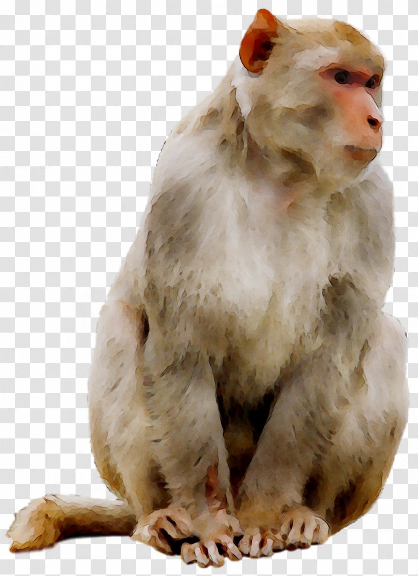 Macaque Cat Old World Monkeys YouTube - Meeting - Monkey Transparent PNG
