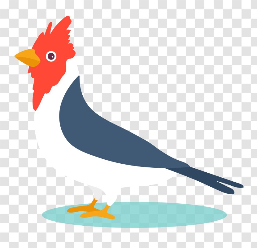 Bird Parrot Euclidean Vector Graphics Design - Galliformes - Simple Transparent PNG