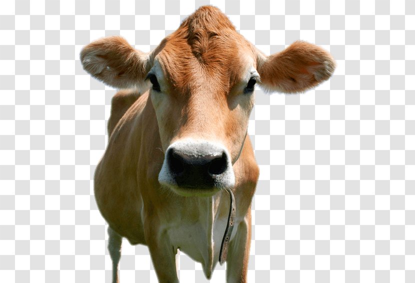 Jersey Cattle Holstein Friesian Brown Swiss Calf Milk - Dairy - Cow Transparent PNG