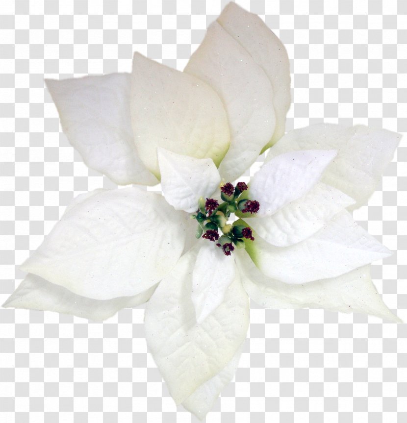 Flower Poinsettia Christmas Petal - Color - Anemone Transparent PNG