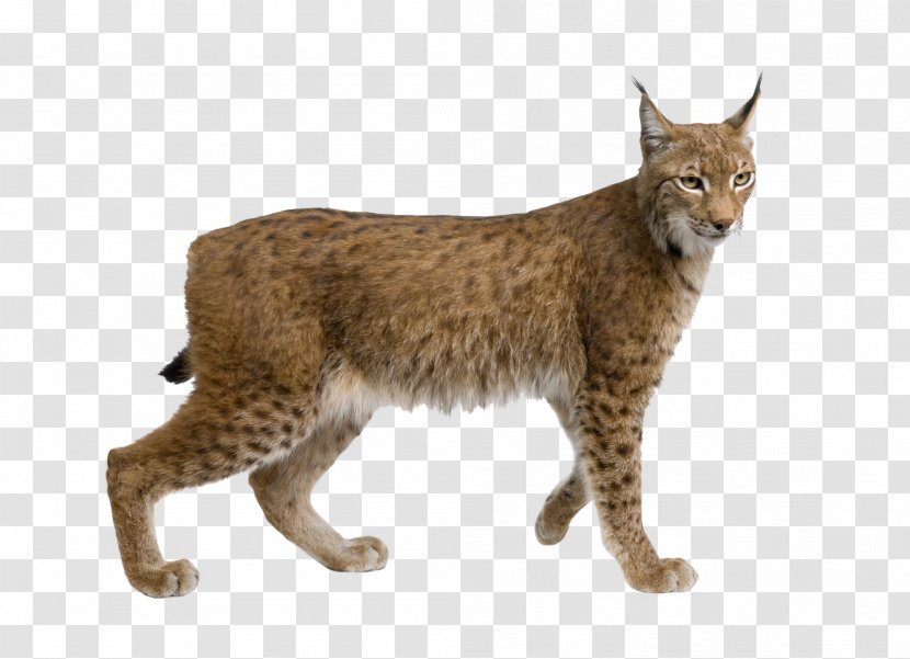 Eurasian Lynx Felidae Wildcat Cougar Stock Photography Transparent PNG
