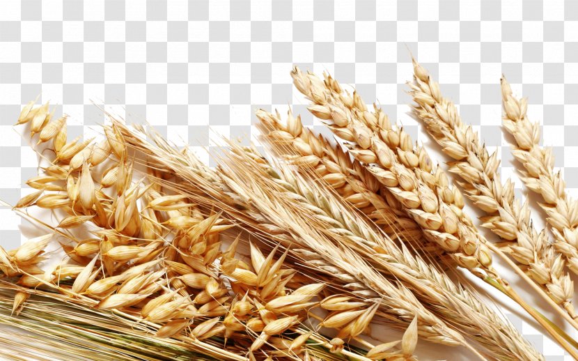 Cereal Whole Grain Rice Harvest - Gluten - Wheat Decoration Transparent PNG
