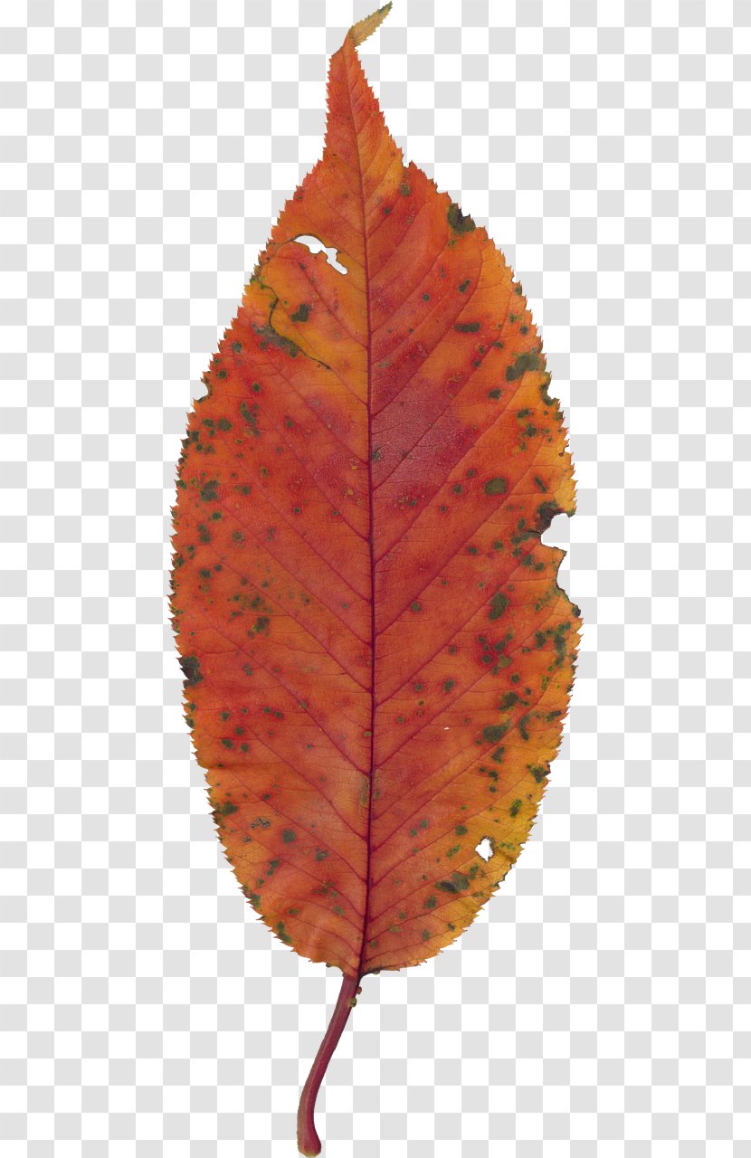 Autumn Leaf Color - Red Maple Transparent PNG