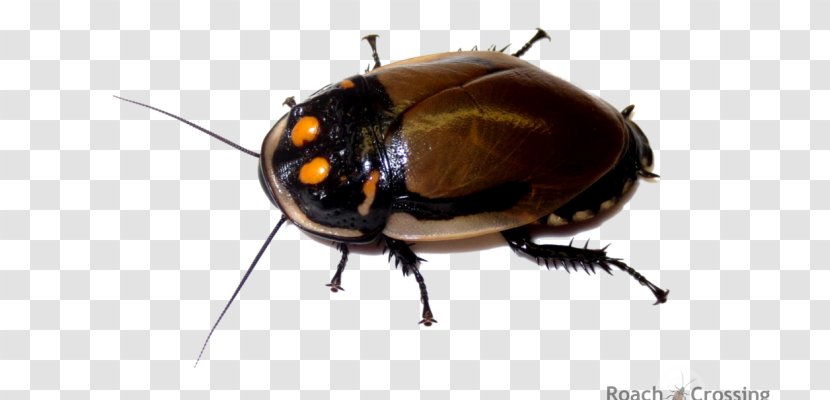 Cockroach Dubia Roach Lucihormetica Grossei Eublaberus Distanti - Pet - Mega Sale Transparent PNG