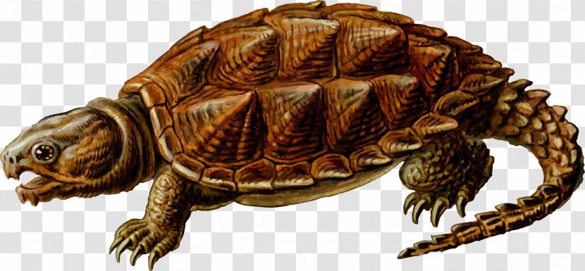 Common Snapping Turtle Alligator Clip Art Transparent PNG