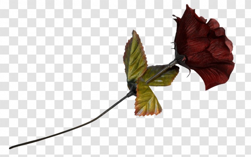 Leaf - Plane - Phantom Of The Opera Transparent PNG