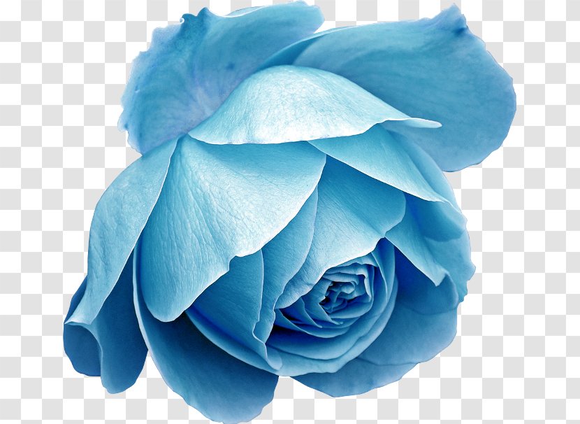 Blue Rose Image Flower Transparent PNG
