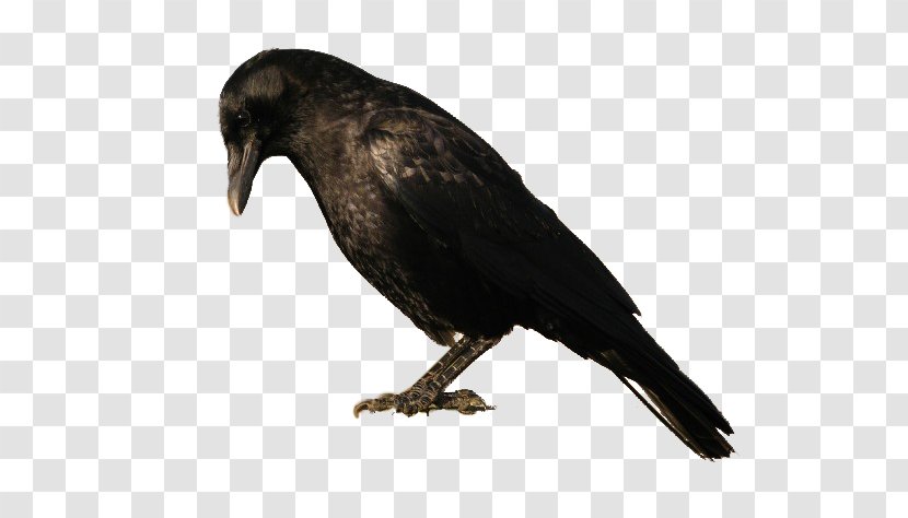 American Crow New Caledonian Rook Bird Transparent PNG