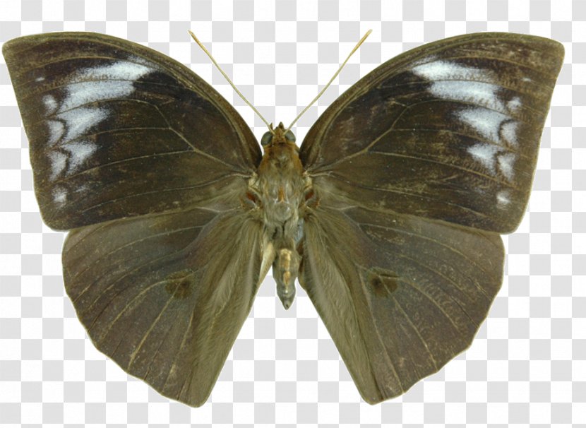 Butterfly Pieridae Insect Discophora Gossamer-winged Butterflies - Arthropod Transparent PNG