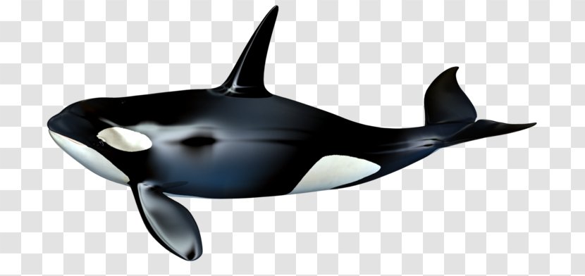 The Killer Whale Cetacea - Blowhole Transparent PNG