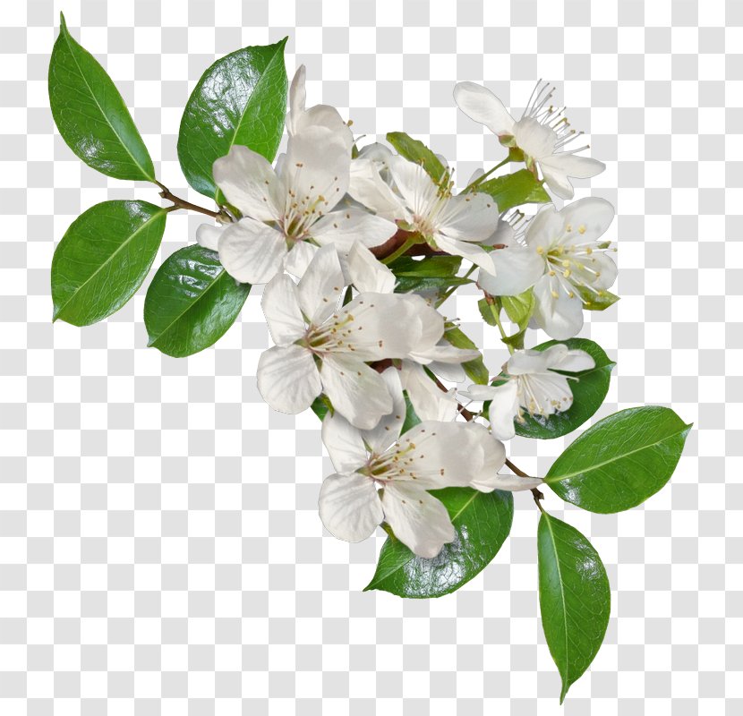 Cut Flowers Lilac - Blossom - Flower Branch Transparent PNG