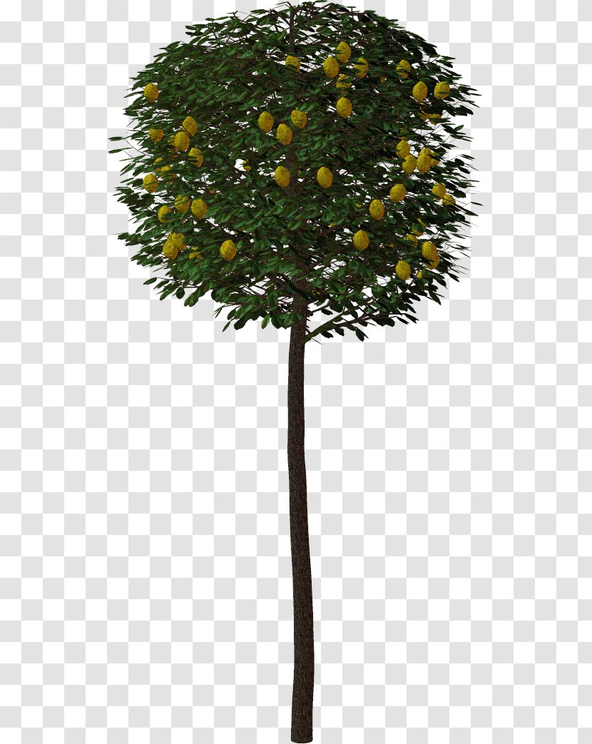 Tree Shrub Clip Art - Plant Transparent PNG