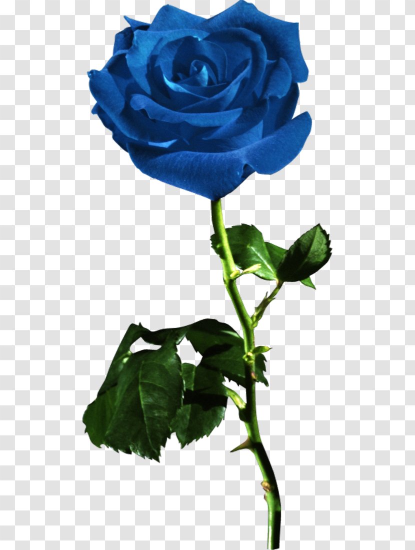 Garden Roses Blue Rose Flower Red Transparent PNG