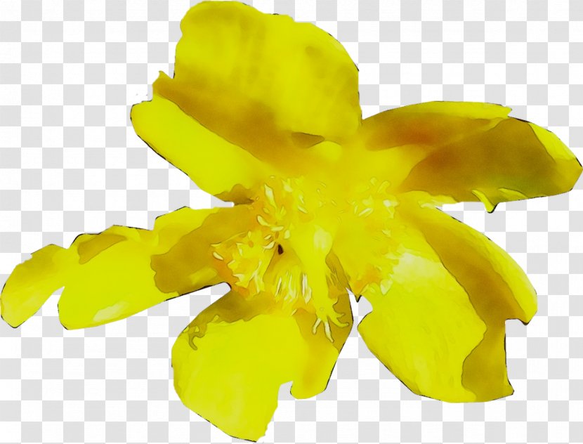 Yellow Flowering Plant Plants - Narcissus Transparent PNG