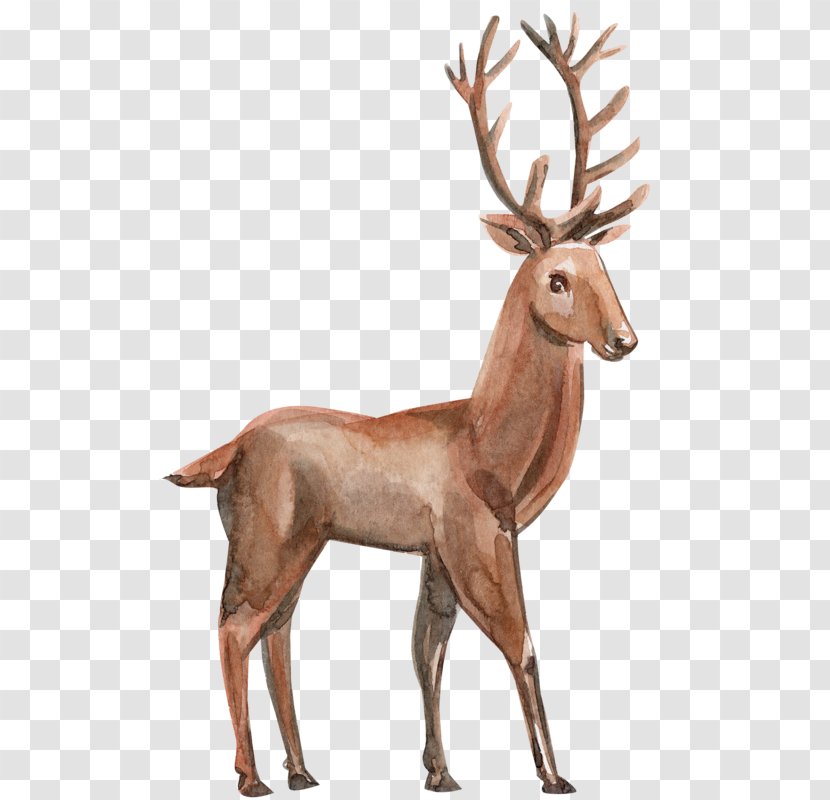 Elk Reindeer - Mammal Transparent PNG