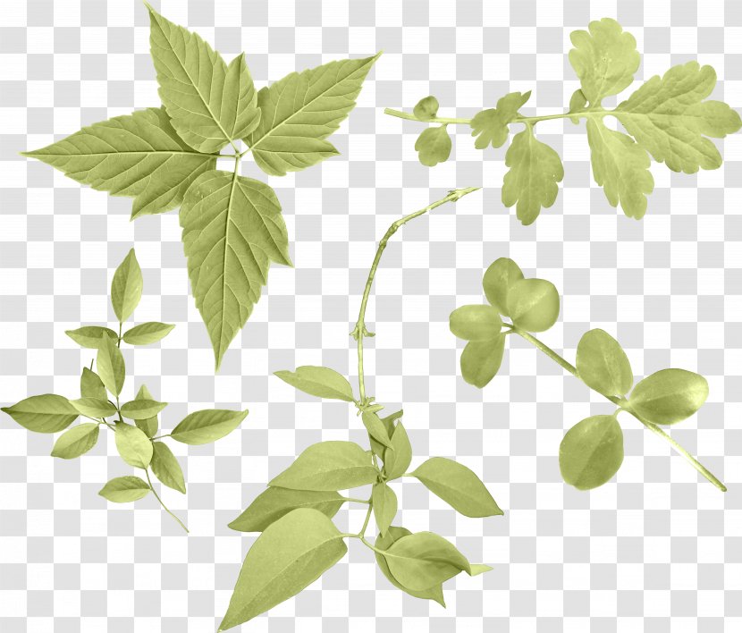 Leaf Branch Plant Stem Clip Art Transparent PNG