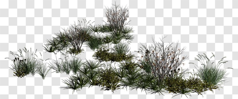 Clip Art - Pine - Branch Transparent PNG