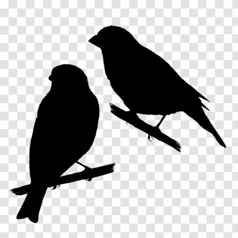 American Crow Sparrows Beak Fauna Silhouette Transparent PNG