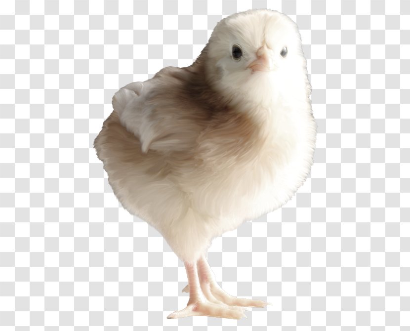 Chicken Photography Copyright Clip Art - Scroll Transparent PNG