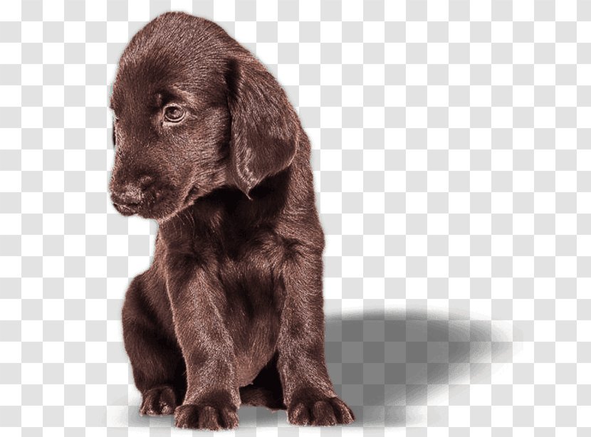 Labrador Retriever Flat-Coated Boykin Spaniel Field Puppy - Flatcoated - Flat Coat Transparent PNG