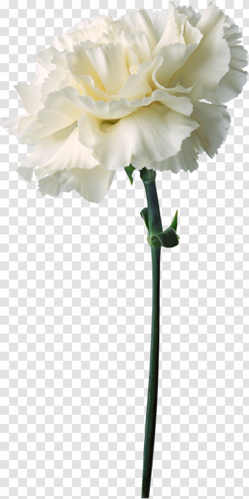Carnation Flower Bouquet Birth Symbol - Artificial - CARNATION Transparent PNG