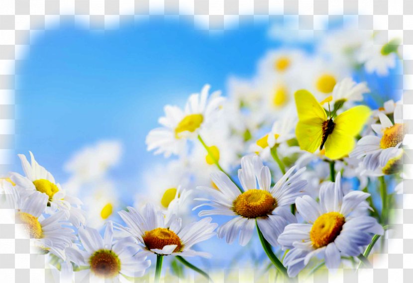 Monarch Butterfly Desktop Wallpaper Flower - Wildflower - Camomile Transparent PNG