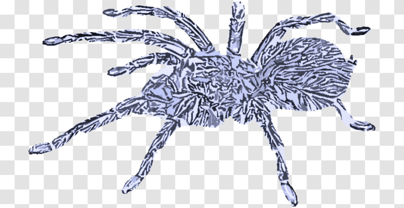 Spider Tarantula Araneus Cavaticus Arachnid Insect Transparent PNG