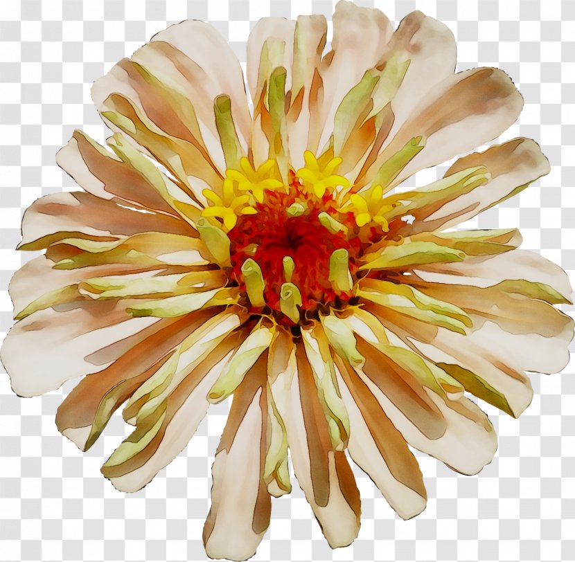 Floristry Chrysanthemum Cut Flowers Transvaal Daisy Petal - Barberton Transparent PNG