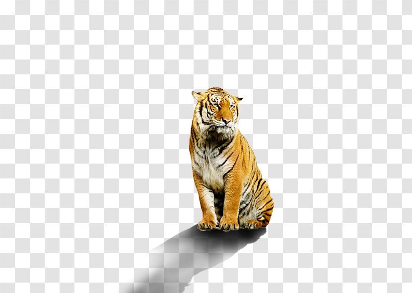 Bengal Tiger Stock Photography White Transparent PNG