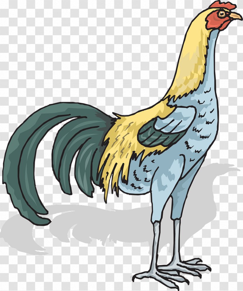 Chicken Rooster - Bird - Cock Transparent PNG