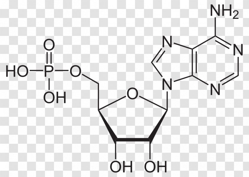 Cyclic Adenosine Monophosphate Triphosphate Adenine - Silhouette - Watercolor Transparent PNG