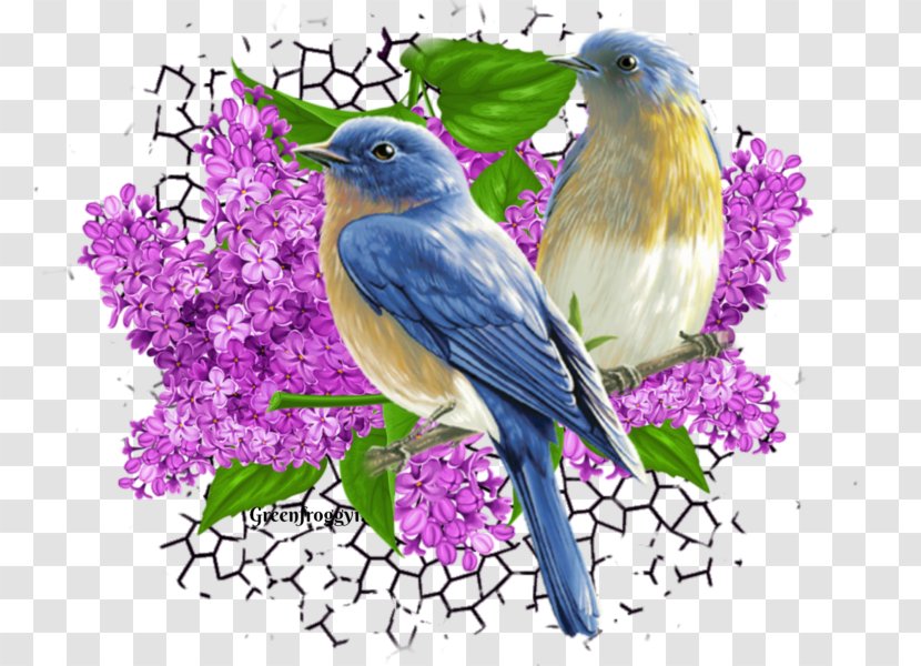 Beak Finches Illustration Fauna Graphics - Perching Bird Transparent PNG